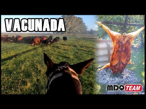 Vaccinated and country food - THIS IS COUNTRY LIFE