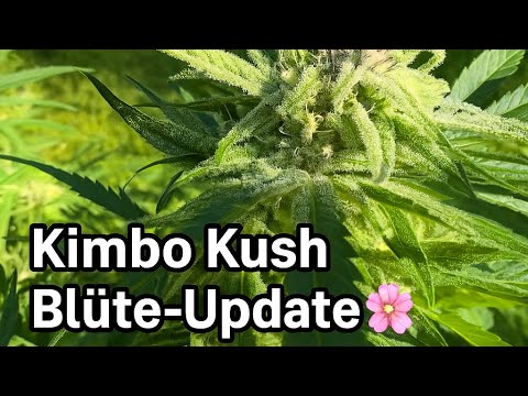 Kimbo Kush Blüte-Update 🌸 | Entlauben für mehr Luft & Licht 🍃