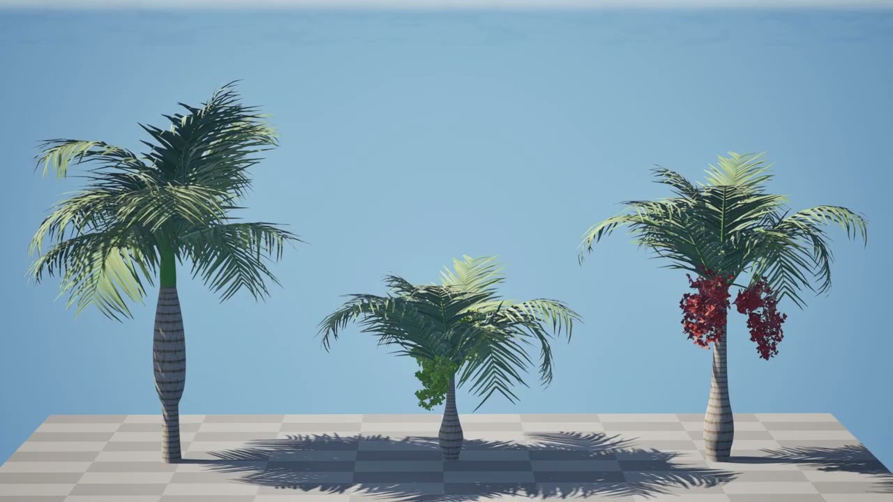 North American Buccaneer Palm 3D Model