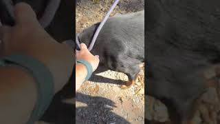 Video preview image #1 Rottweiler Puppy For Sale in Hillsboro, NH, USA