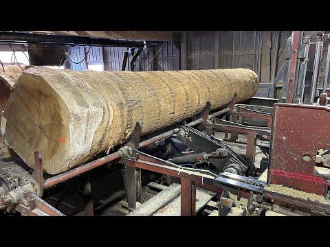 Saw-Milling Big Beautiful Poplar!! #135
