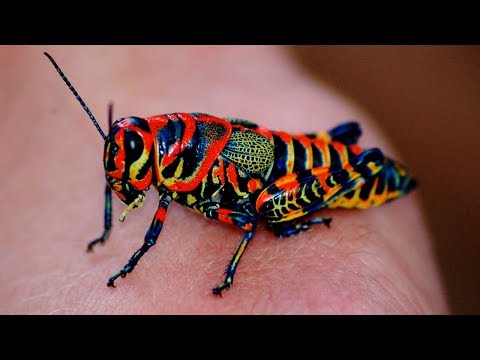 5 Most Beautiful Insects You Won't Believe Are Real