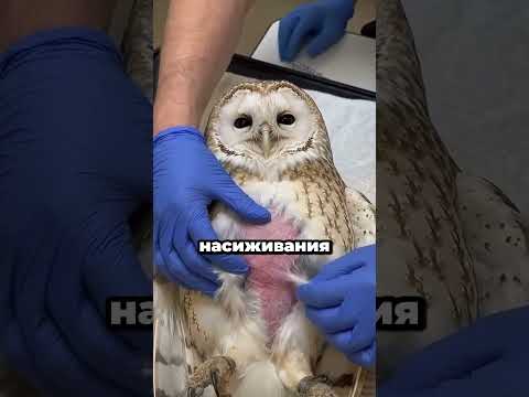 Почему у птиц появляется лысое пятно на животе?