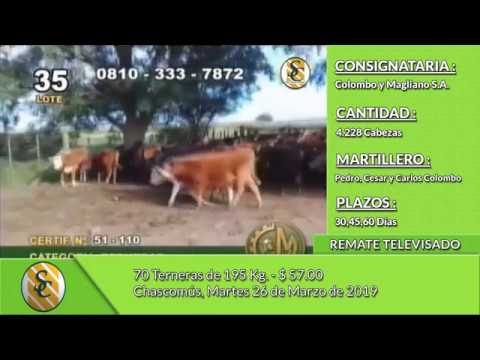 26-03-19 - Venta de Hembras - Remate televisado de Colombo y Magliano S.A. - Chascomús