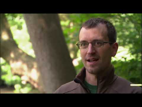 X:enius: Holz - Der Rohstoff der Zukunft? Doku (2012)