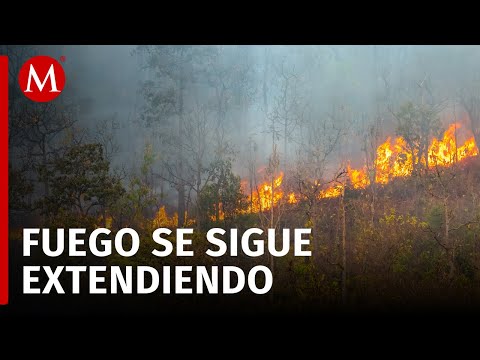 Alertan por incendios en Altas Montañas en Veracruz, afectan a 12 municipios