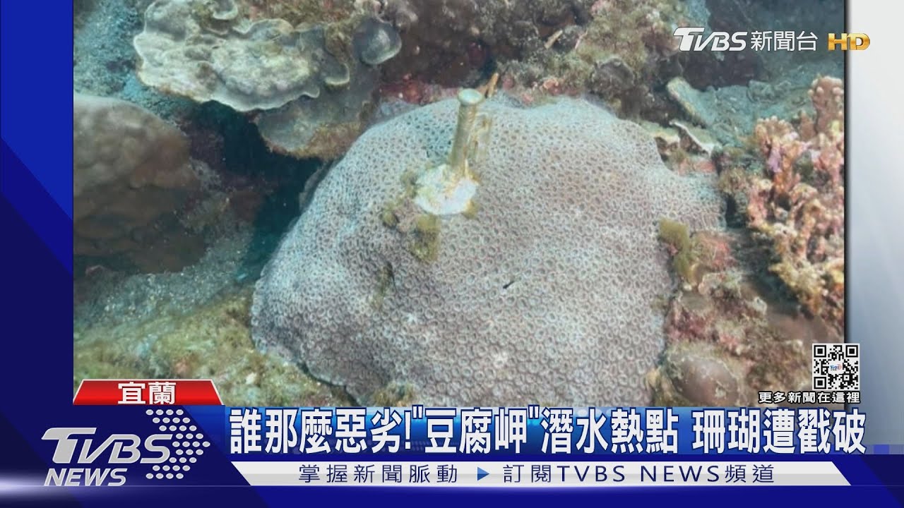 珊瑚會痛!疑潛客惡意插「15公分」露營釘