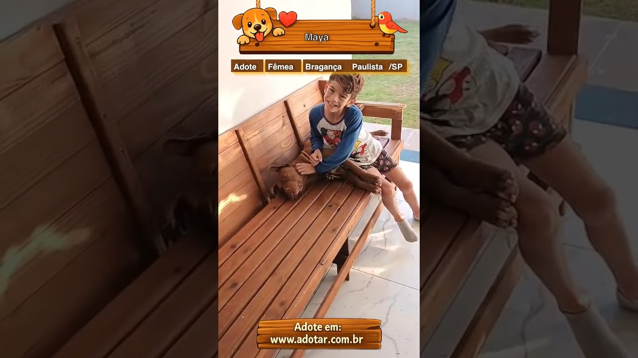 Cachorro raça Pit-Bull idade 2 anos nome Maya