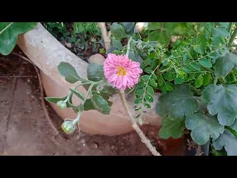 Pink chrysanthemums#Gulabi#Shevanti#Garden Flower#