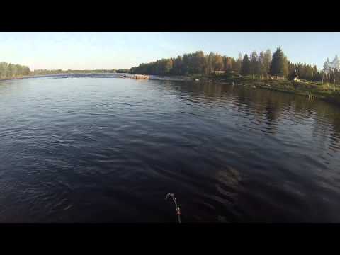 Tornionjoki Jarhoisenkoskenniska Lohi 11.73kg 30.8.2014