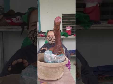 Giao lưu ae phoi mai rừng dang  lão mai hoành 21 cao 45 giá 250k bvc họp nhan ib e 0378465626