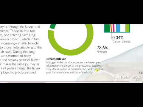 Nasal Cavity Airway 4