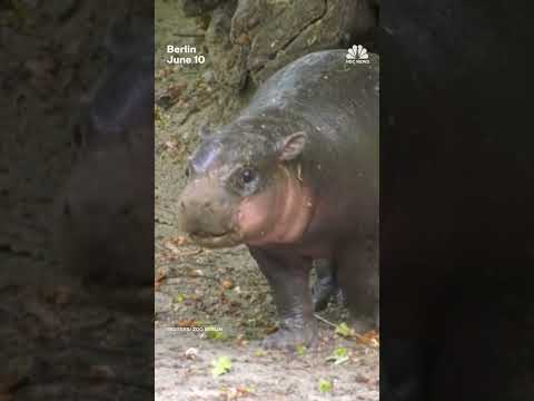 Rare baby hippo makes appearance at Berlin Zoo