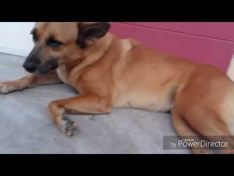 Chippy's feeling Sleepy [ft.tongue hahaha]