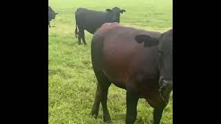 Fall Calving Brangus Heifers bred to LbW Angus bulls