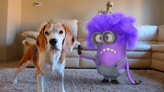 Animations in REAL LIFE vs Funny Dogs 🥳 | Purple Minion