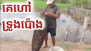 ទ្រូប៉ោង ទ្រូនេះដាក់ត្រីបានត្រីល្អៗណាស់