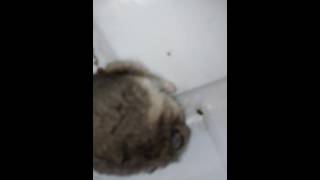 My dwarf hamster is making sad clicking noises