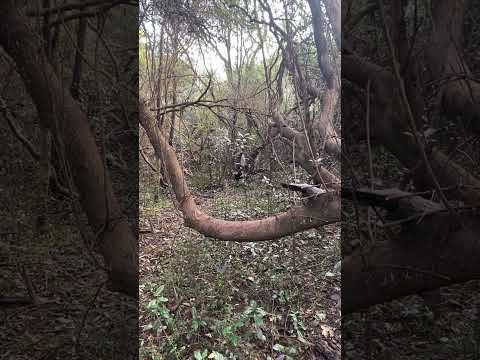 Azara Misiones Argentina