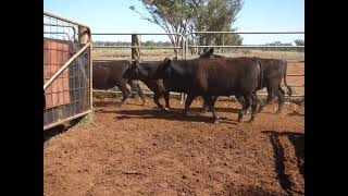 95 Angus Steers