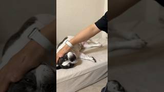 フレブルが痒そうにしてたので書いてあげたらこの表情😂