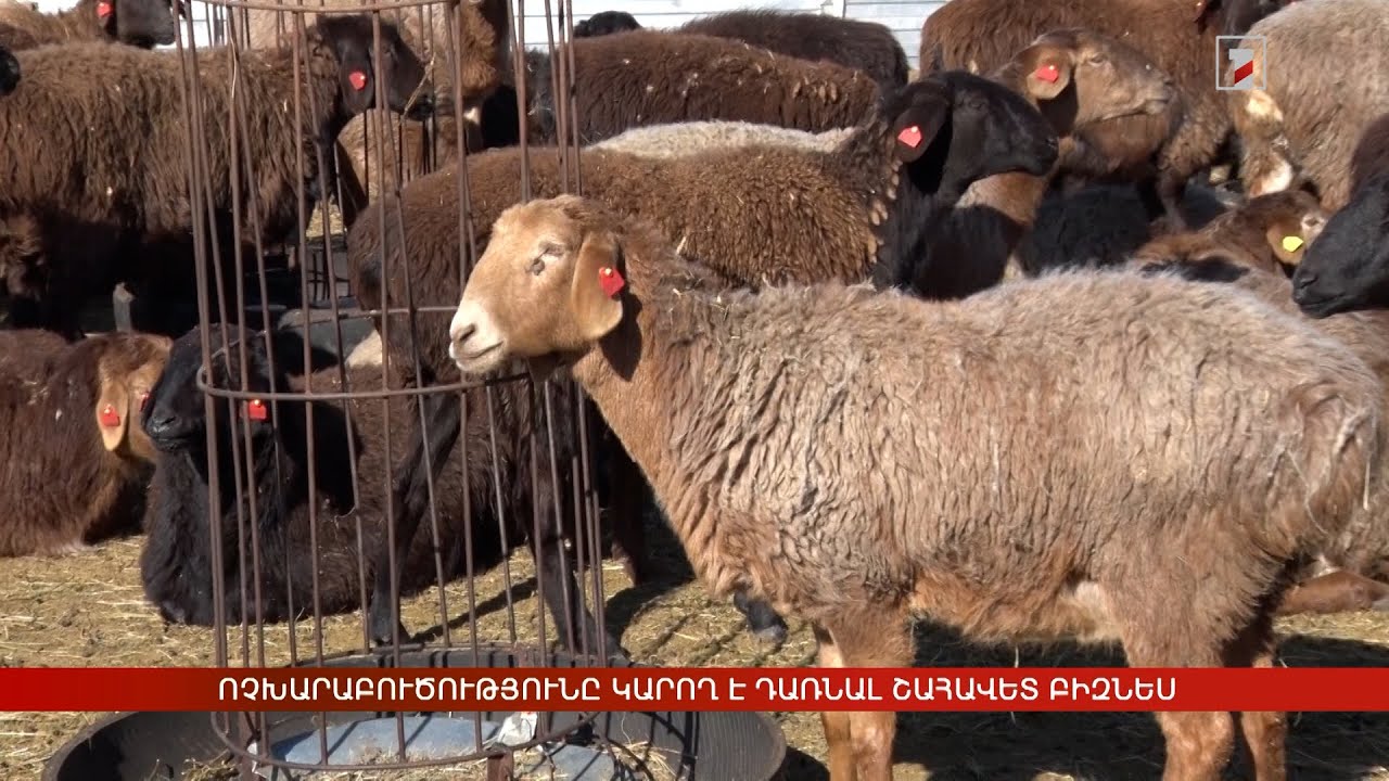 Ոչխարաբուծությունը՝ շահավետ բիզնես. Հայաստան է ներկրվել «Էդիլբայ» ցեղատեսակի ոչխարի խմբաքանակ