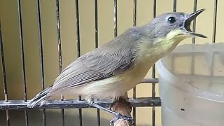 Download lagu Suara Remetuk Laut Gacor Durasi Panjang - Masteran Pikat Burung SIUR & BURCIL Lain Paling Ampuh mp3