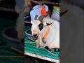 Bakra Eid Special Bakraeid Bakraeid2025 Bakraeidspecial Bakra Goats Trending Biggoats