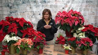 How to Care for a Poinsettia ENGLISH GARDENS