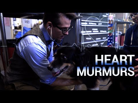 Heart Murmurs in Cats and Dogs