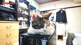 三毛猫フミちゃん  LIVE配信   2026年8月27日　calico cat　(LIVE stream)