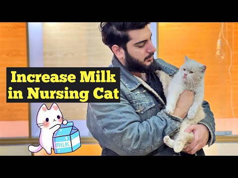 How to Increase Milk Supply in Nursing Cat | Lactating Cat | Take care of Nursing Cat