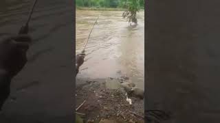 Download lagu Bikin joran melengkung, dikira ikan apa dan ternyata,,? #reelsvideo #fishing #mancing #ikan #fish mp3