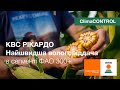 Семена кукурузы КВС РИКАРДО (KWS) — гибрид ФАО 320 CLIMACONTROL с очень быстрой влагоотдачей
