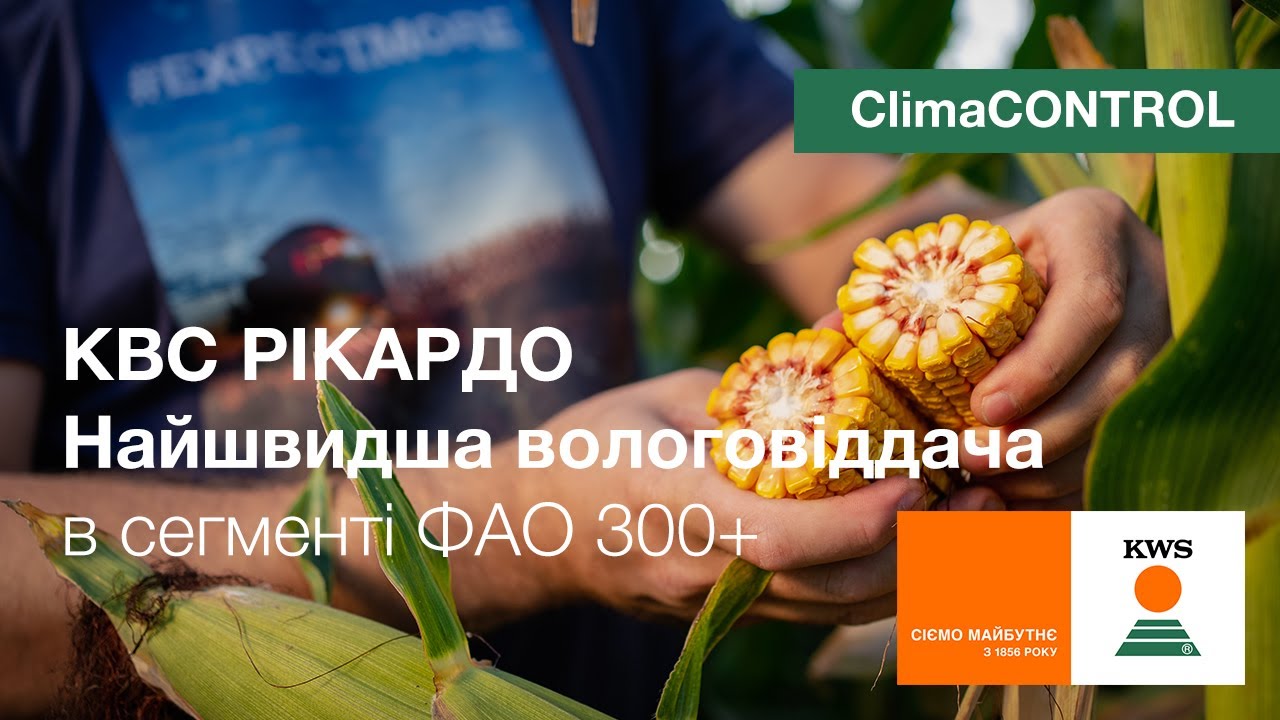 Семена кукурузы КВС РИКАРДО (KWS) — гибрид ФАО 320 CLIMACONTROL с очень быстрой влагоотдачей