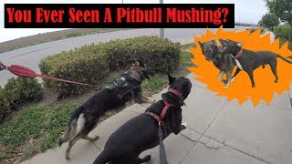 HUGE Pitbull And Long Fur German Shepherd MUSHING! Play Fighting