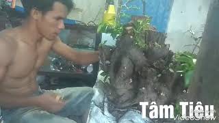 preview picture of video 'Săn bonsai , sửa khúc gỗ thành phôi bonsai khá đẹp'