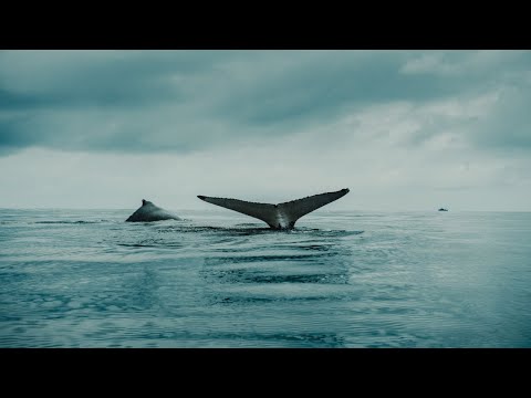 Cornucopia - Holding You Tight When The World Collapses (Emotional Tourist Revisit)