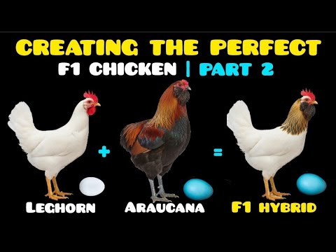 The Best Kept Secret. How to Create the Perfect F1 Blue Egg-Laying Chicken.