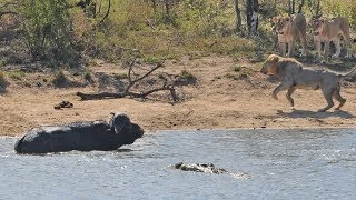 Herd Rescues Buffalo from Lions and Crocodiles!