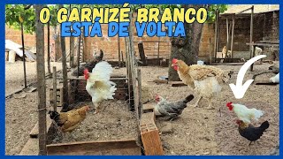 Soltando o garnizé Branquinho no Quintal com as galinhas 