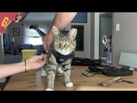 How to use a cat harness