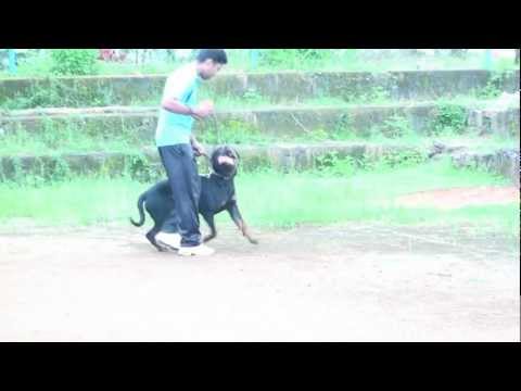 ROOPIKA'S ALEX -12 months