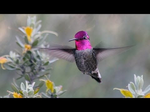 Caterwaul - Hummingbird Whir