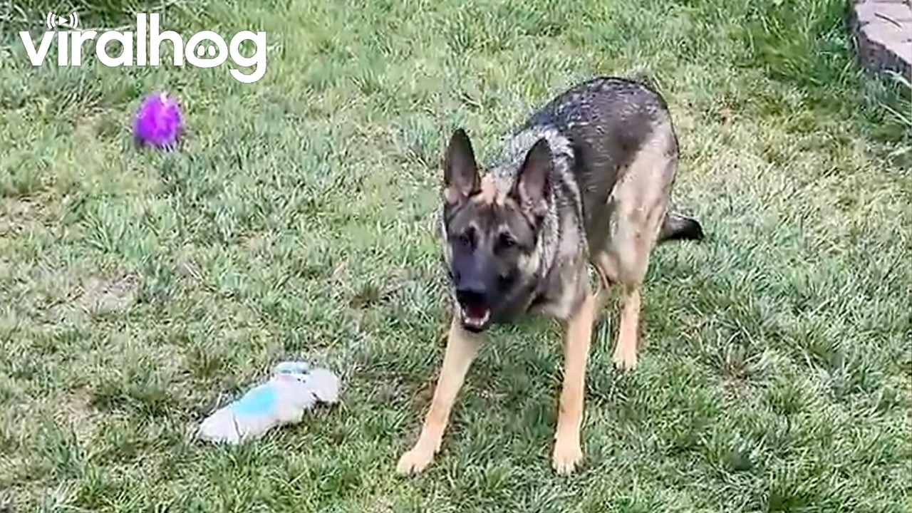 German Shepherd Trains Her Human to Use the Hose || ViralHog