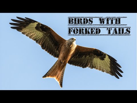 10 Stunning Birds With Forked Tails