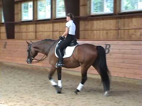 Domminique Hanoverian FEI Dressage Schoolmaster for Sale!