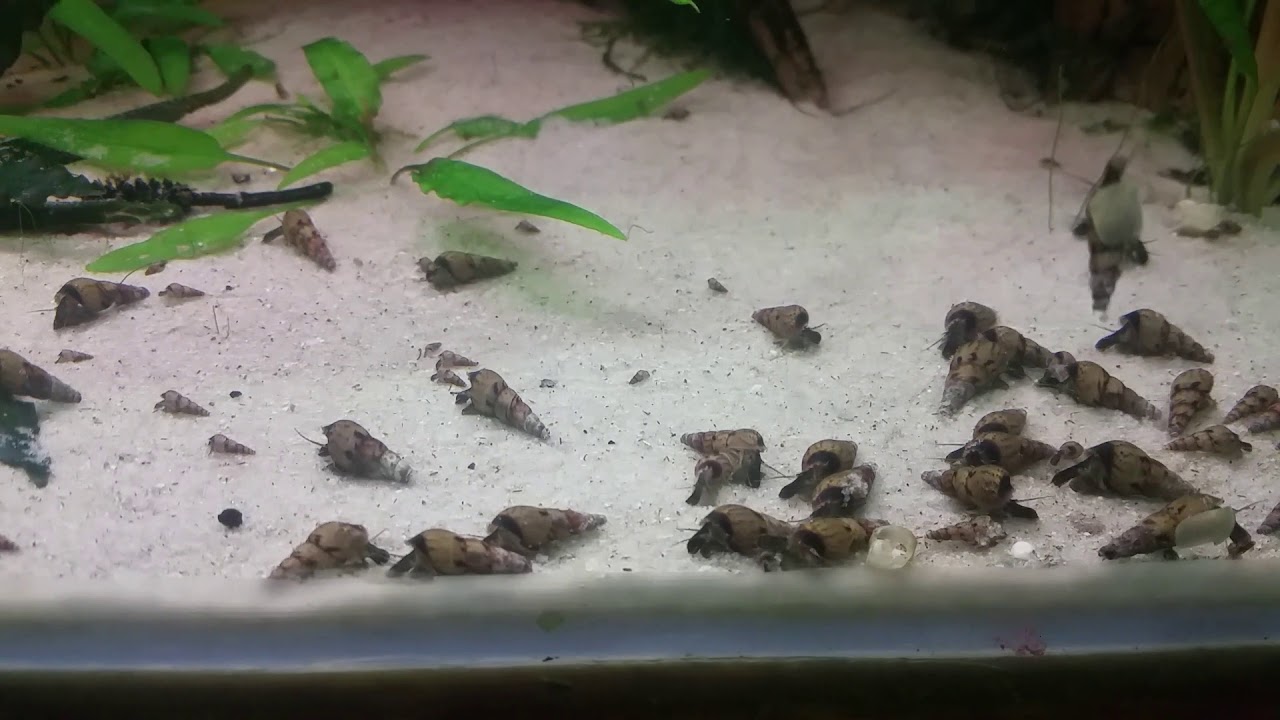 Malaysian Trumpet Snail • Care Guide (Tank Setup & Breeding)