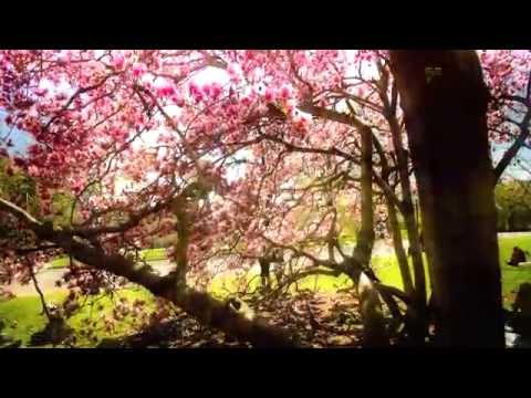 Best New Trance Music - Nebula66  - Your World (Vocal Version) {SJE Records}