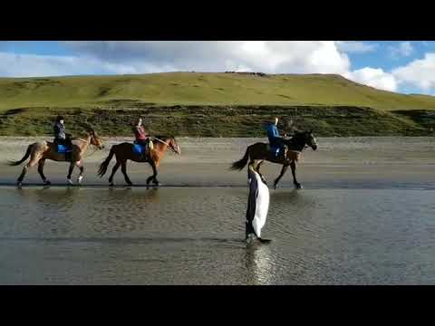Riding Holidays in Argentina - Riding with Penguin